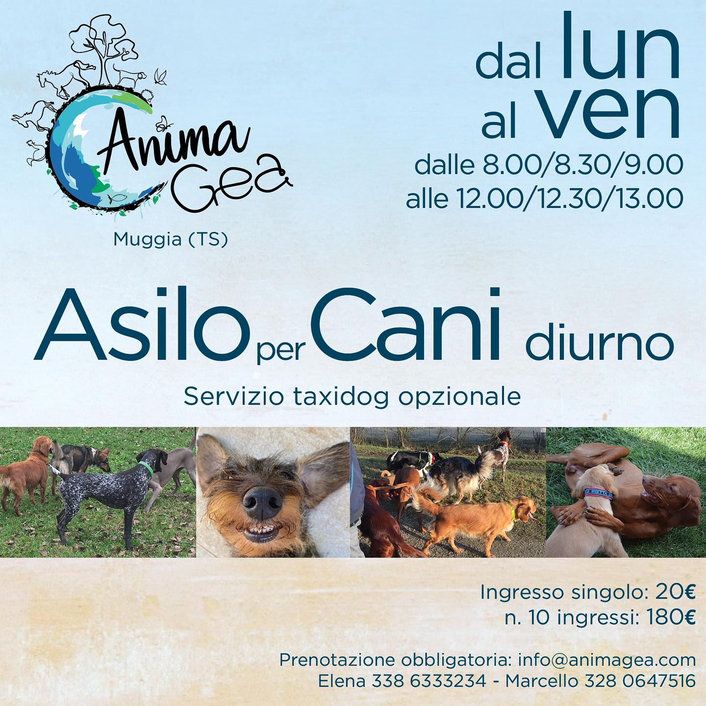 Asilo per Cani diurno